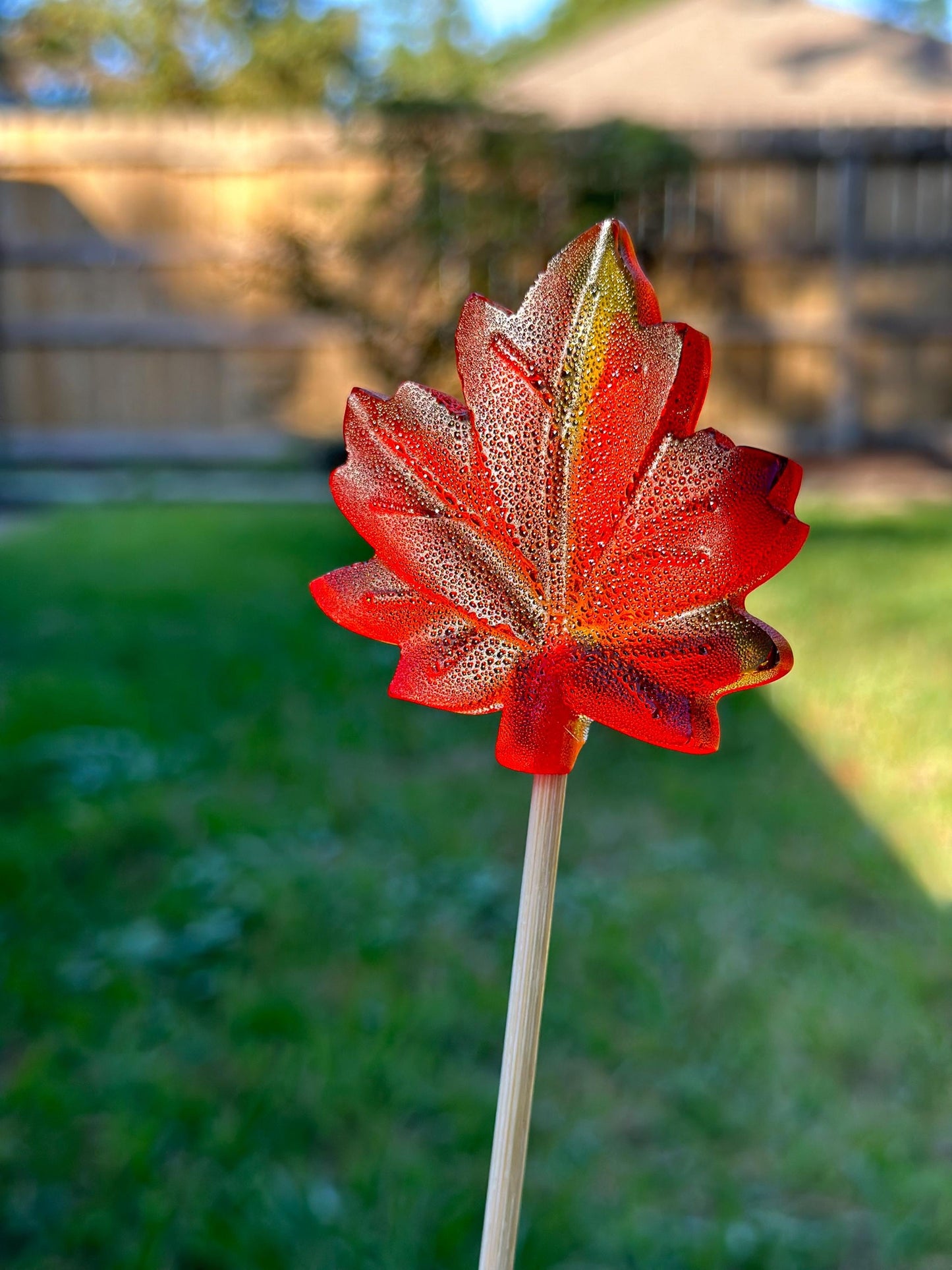 Close-up of a red and yellow maple leaf lollipop on a wooden stick